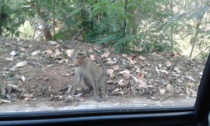 Ooty Hill Views_6